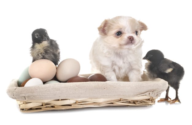 Ali lahko pes jé surova jajca? To izveste tukaj!