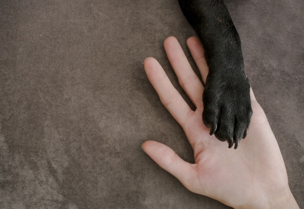 Πόδια σκύλου: 18 πράγματα που δεν γνωρίζατε
