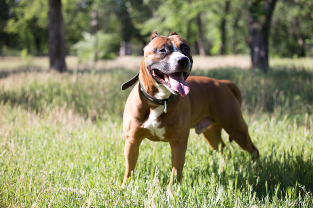 Principales enfermedades del Pitbull Terrier - ¿Cuáles son? Ver aquí
