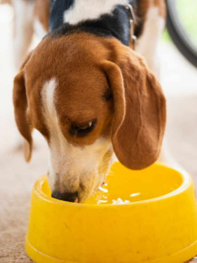 Overdreven tørst hos hunde - Årsager og pleje