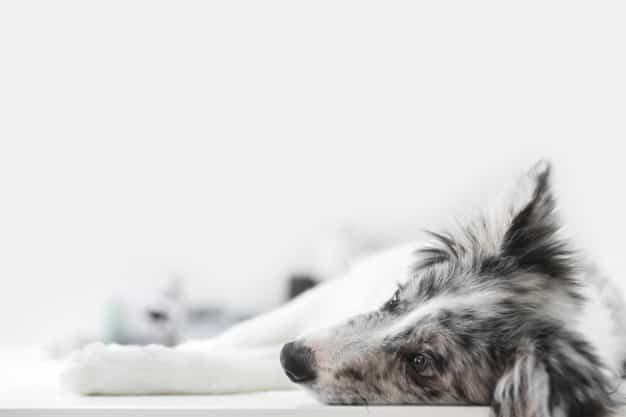 犬の突発性麻痺：原因と犬多発性硬化症について