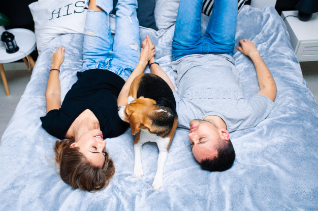 A beagle temperamentuma - Tudjon meg mindent a fajtáról