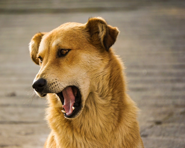 Estornudos inversos en perros: ¿cuáles son las causas y cómo tratarlos?