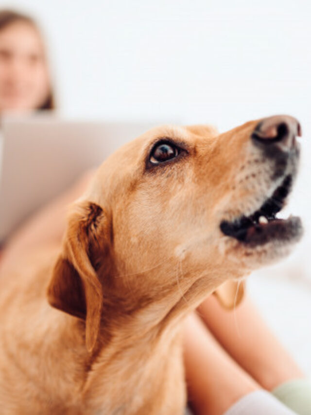 Hundar som skäller mycket: Hur lugnar man ner sig?