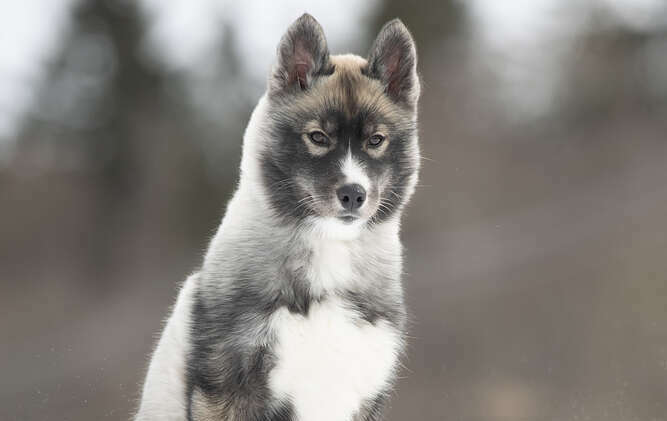 Agouti Husky - pes, který vypadá jako vlk