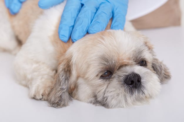 Cálculos renales en perros: cómo reconocer los signos y tratarlos