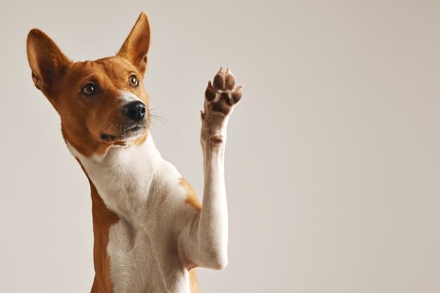Bisakah anjing makan alpukat?