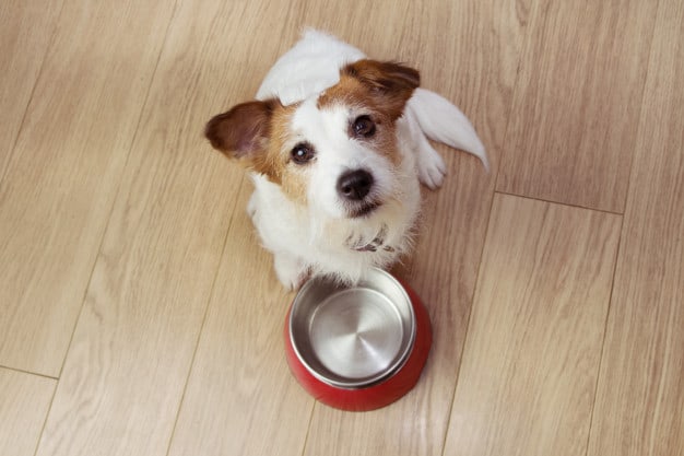 Arroz para cachorros: ¿puede un perro comer arroz?