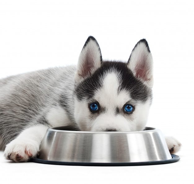 Ilość karmy - Ile pies może zjeść?