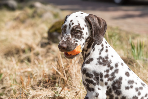 Морков за кученце: факти, които си струва да знаете