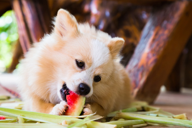Kan en hund äta vattenmelon? Är det hälsosamt för den?