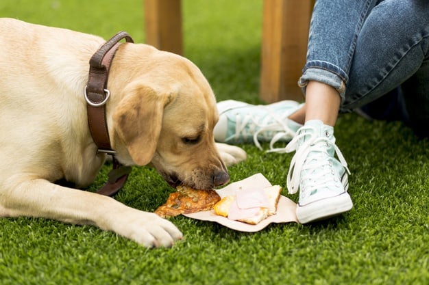 Bolehkah anak anjing makan roti? Apakah itu sehat untuknya?