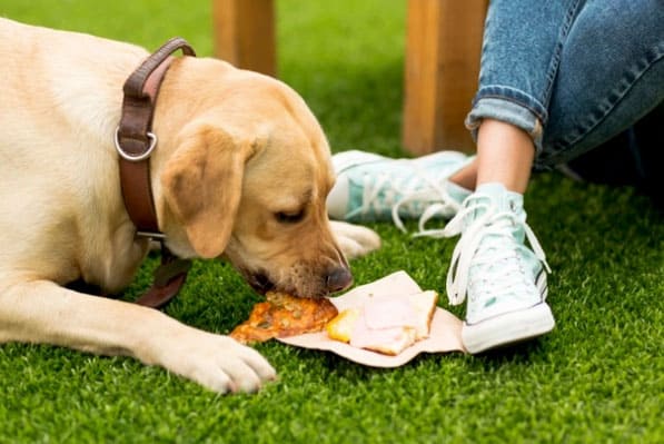 幼犬消化食物：消化需要多长时间？