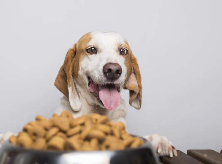 Zato pes zboli zaradi obroka: Oglejte si 10 razlogov, zakaj hitro zboli!