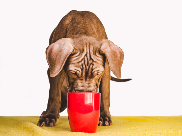 Ist Tee gut für Hunde?