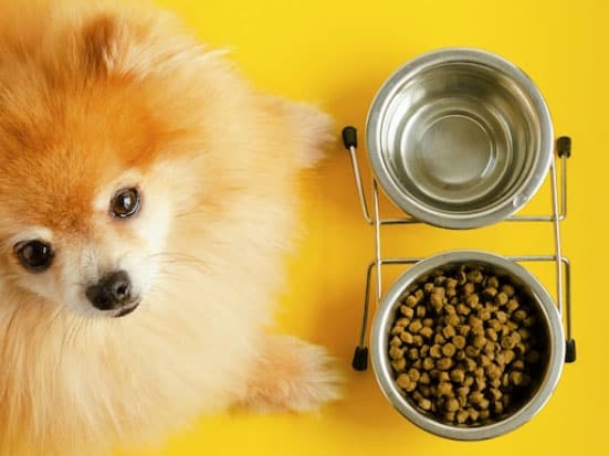 Vysoké kŕmidlo je dobré pre šteňa?