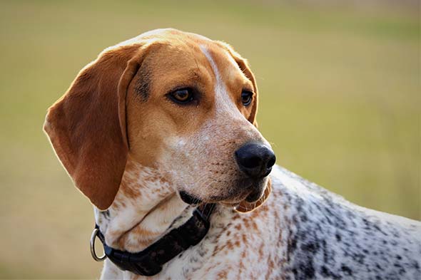 American English Coonhound - Perfil completo de la raza