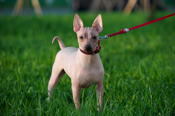 American Hairless Terrier - Profil Ras Lengkap