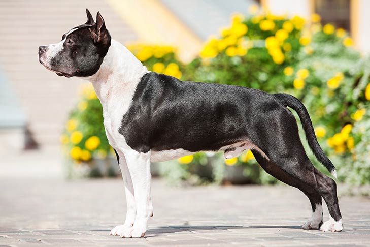 American Staffordshire Terrier - Täydellinen rotuprofiili