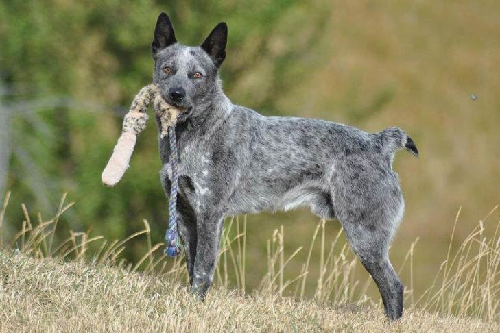 Austrālijas liellopu suns ar uzpurniņu asti - Pilns šķirnes profils