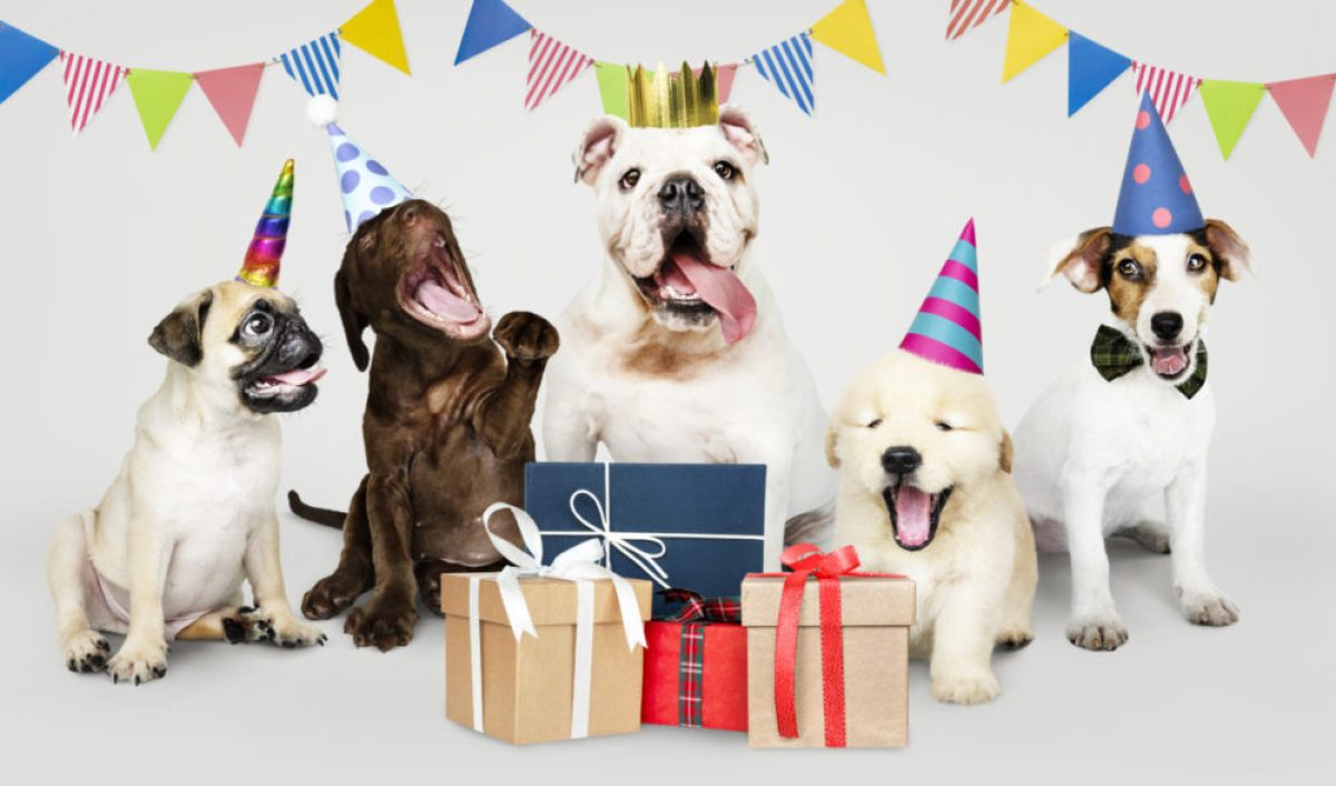 Kiat untuk ulang tahun anjing yang kreatif dan terjangkau