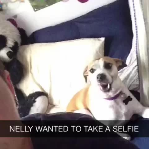 Puppy beheerst de kunst van de selfie