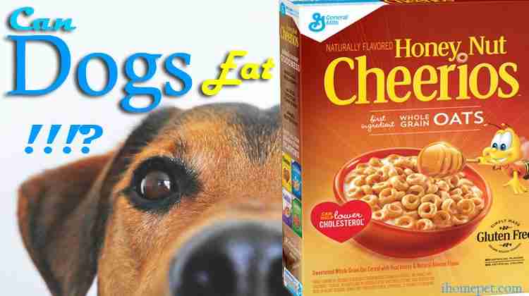 Um cão pode comer cheerios de nozes de mel? É seguro?