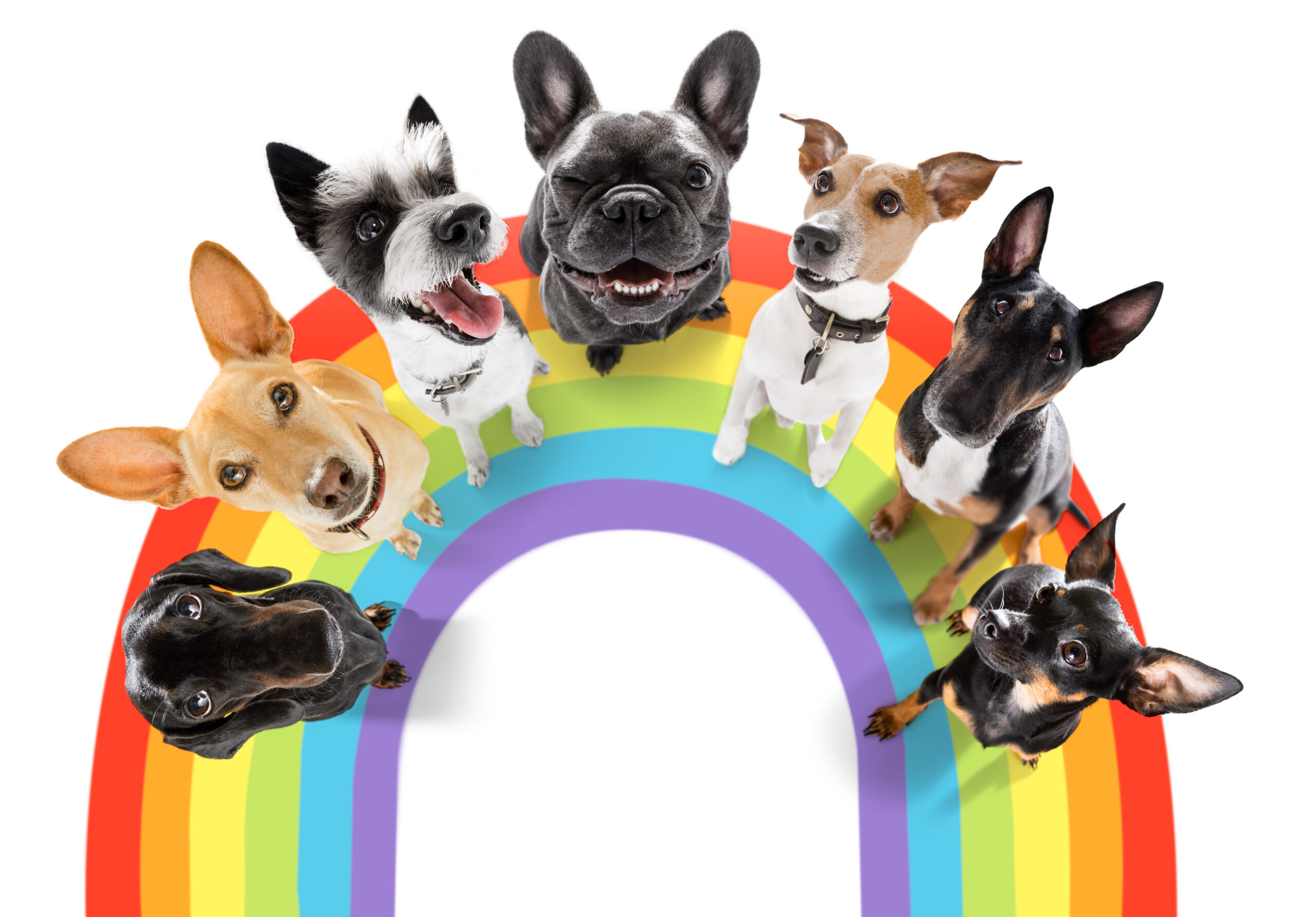Чи можуть собаки бути геями? Чи можуть собаки бути гомосексуалістами?