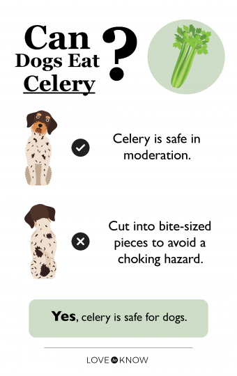 Μπορούν τα σκυλιά να φάνε σέλινο;
