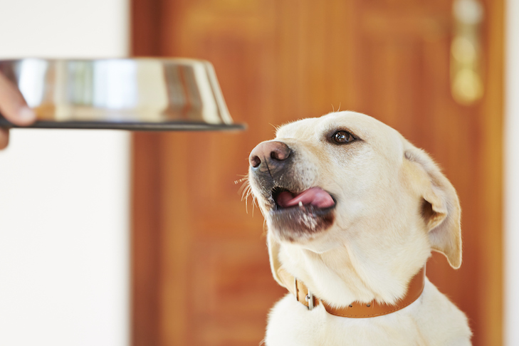Bisakah Anjing Makan Madu? Jawaban yang Manis