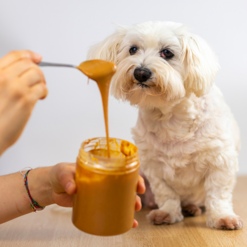 Kunnen honden pindakaas eten?