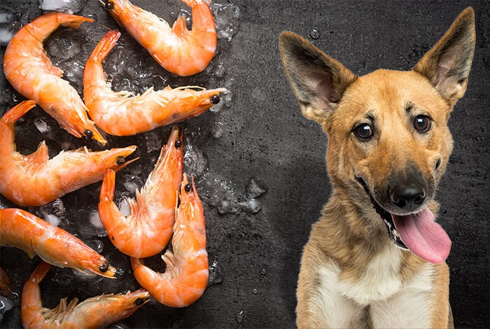 Μπορούν οι σκύλοι να τρώνε γαρίδες και γαρίδες; Είναι ασφαλείς;