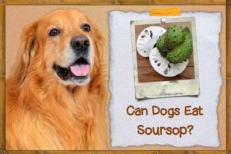 ¿Pueden los perros comer guanábana? ¿Es la guanábana buena para los perros?