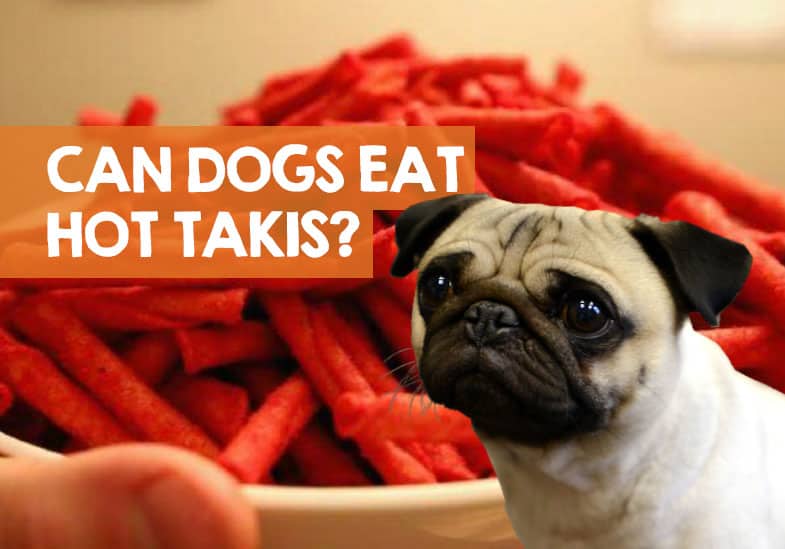 ¿Pueden los perros comer Takis? ¿Es seguro?