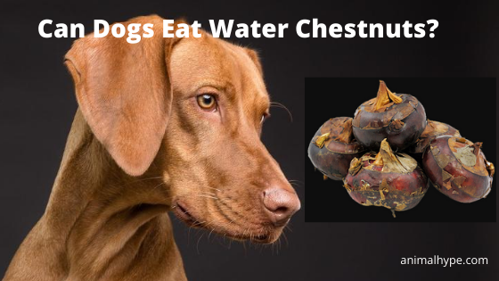 犬はウォーターチェストナットを食べることができますか？