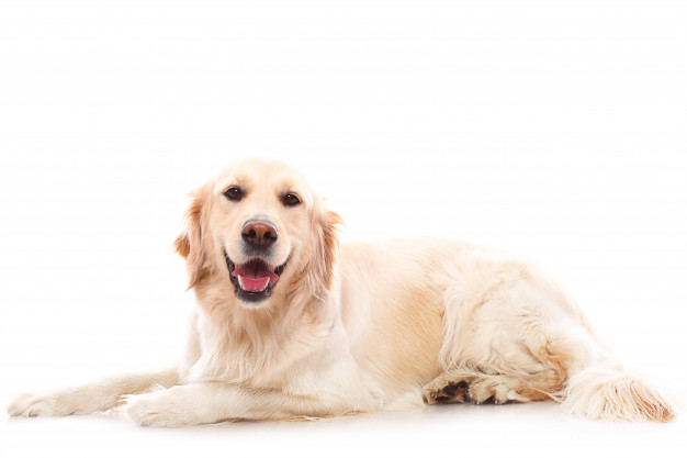 狗狗的唐氏综合症--它存在吗？ 我需要担心吗？
