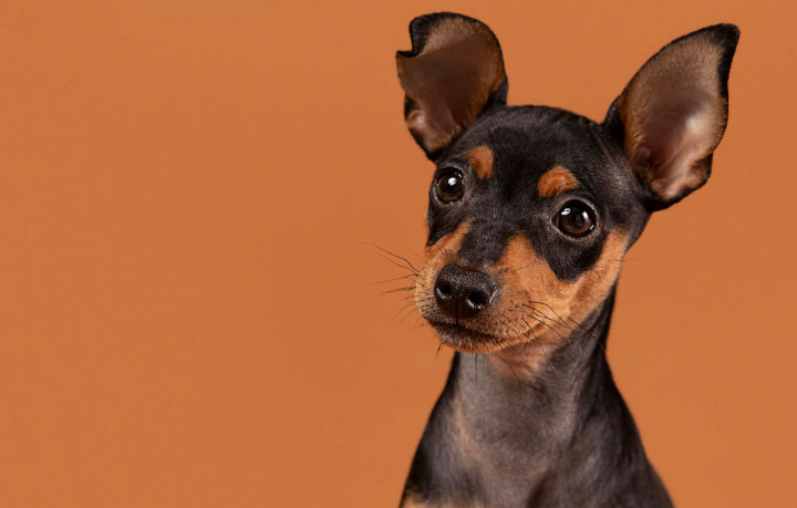 Pinscher: mengenal jenis anjing penjaga Jerman Kecil