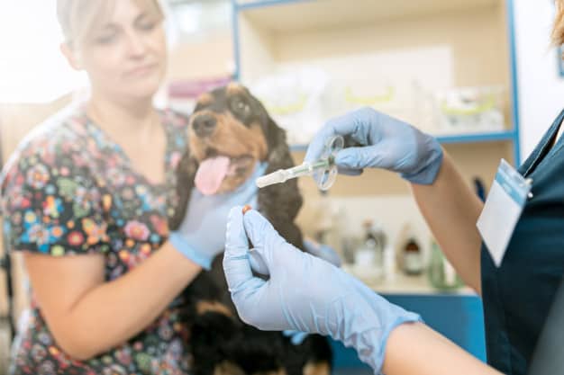 Antibiootti koirille: Tiedätkö miten antaa? Tarkista kaikki täältä.