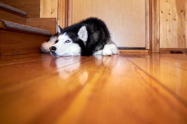 为什么狗躺在门阶上？