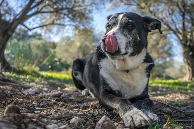 犬の唾液は病気を媒介するのか、真か偽か？