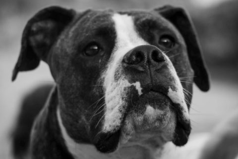 ¿Por qué mi perro se queda despierto por la noche?