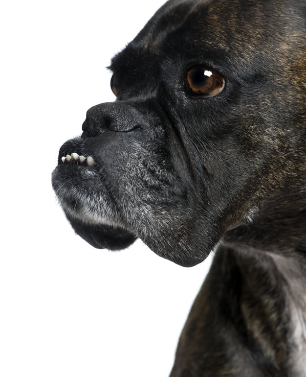 Zgrzytanie zębami: dlaczego pies to robi?