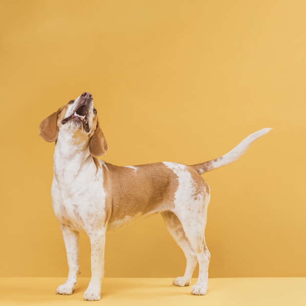 Perro que ladra a la nada: causas y qué hacer
