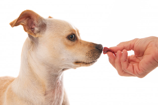 Lukter som hundar inte gillar - Kolla in några av de vanligaste