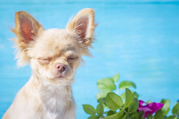 Chihuahua Persoonlijkheid: 5 algemene raskenmerken