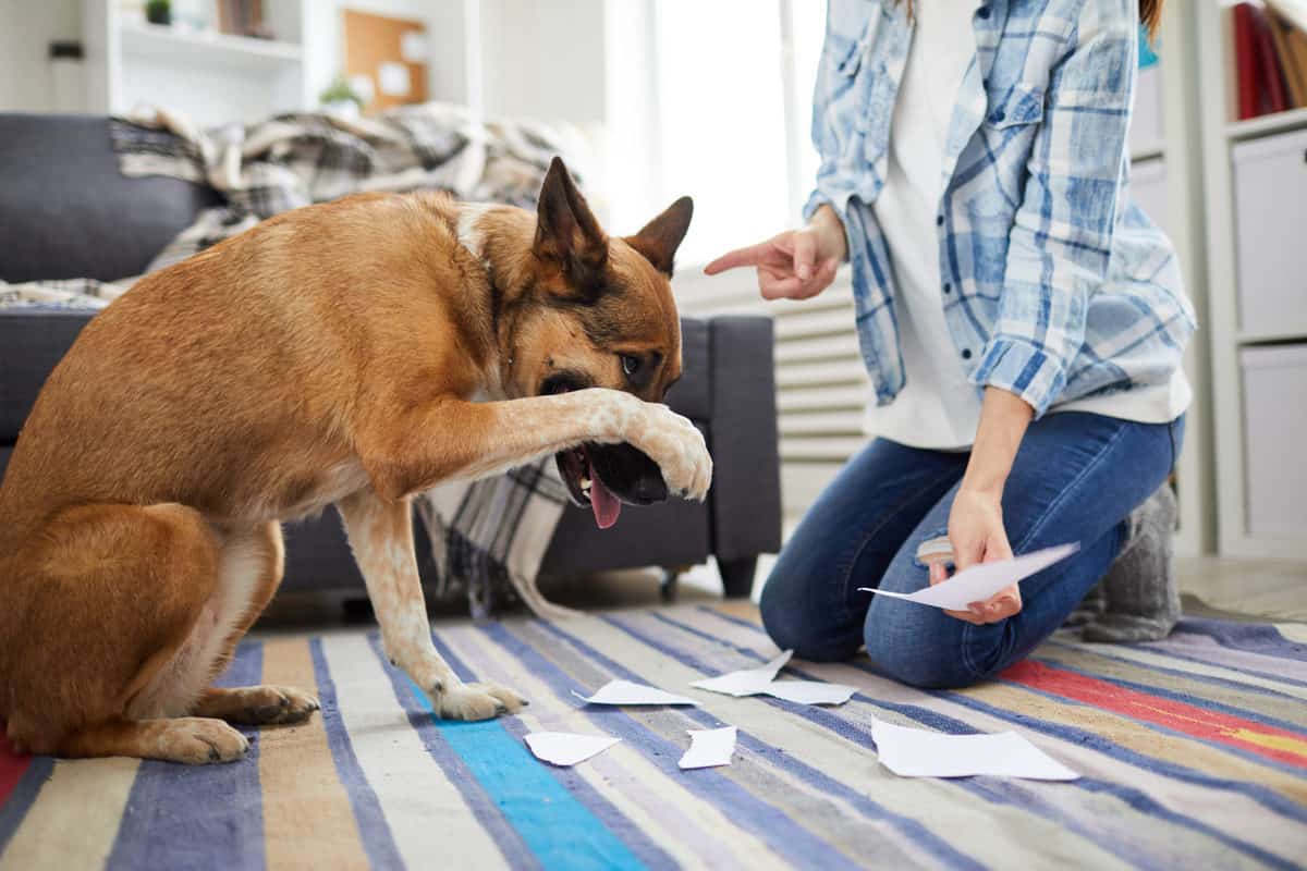 Voelen honden schaamte? Mythe of waarheid?