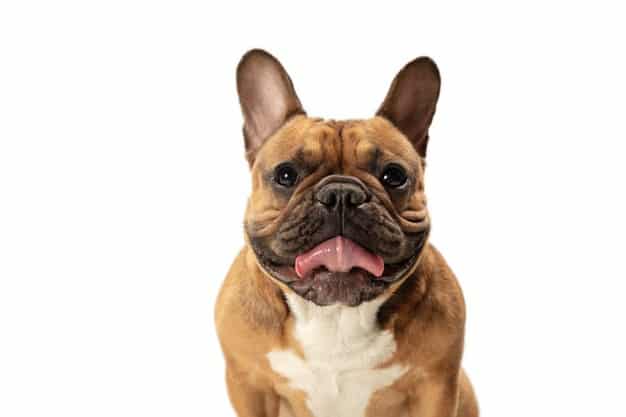 Šuo ėda muses: kodėl ir kada nerimauti?