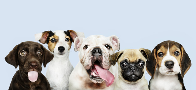 130 имена на кученца: чудесни идеи за име на кученцето ви