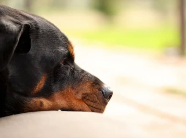 ¿Es resistente el Rottweiler? Más información sobre la raza