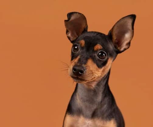 耳の感染症：犬の感染症の3つのサイン